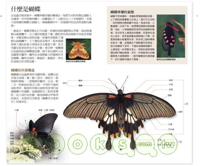►自然科普►暢銷書► 蝴蝶100：台灣常見100種蝴蝶野外觀察及生活史全紀錄（增訂新版）