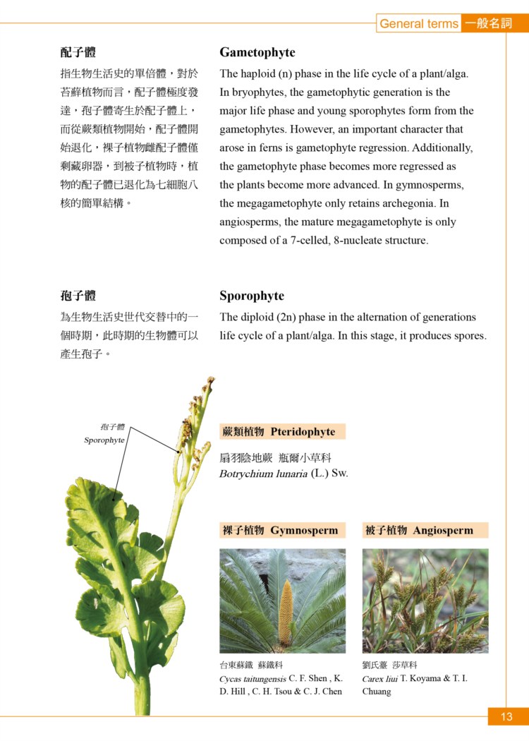 ►GO►最新優惠► [暢銷書]植物學中英百科圖典