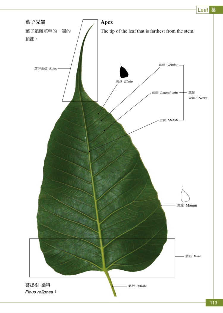 ►GO►最新優惠► [暢銷書]植物學中英百科圖典