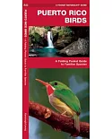 Puerto Rico Birds: A Folding Pocket Guide to Familiar Species