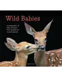 Wild Babies: Photographs of Baby Animals from Giraffes to Hummingbirds