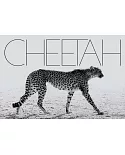 Mark Segal: Cheetah