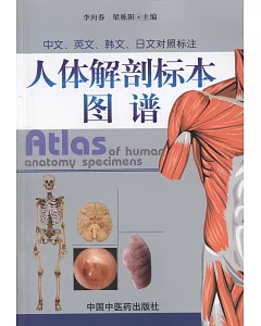人體解剖標本圖譜