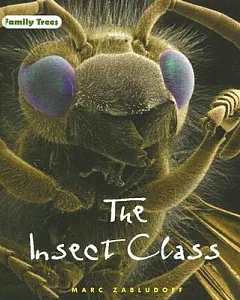 The Insect Class