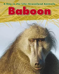 Baboon