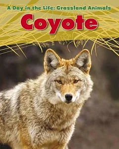 Coyote