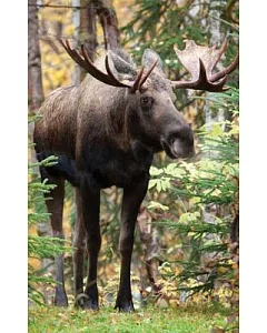 Moose Lined Journal