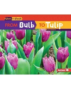 From Bulb to Tulip