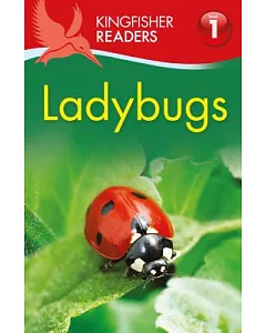 Ladybugs