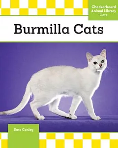 Burmilla Cats