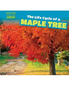 The Life Cycle of a Maple Tree