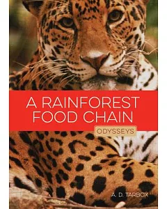 A Rainforest Food Chain