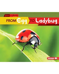 From Egg to Ladybug