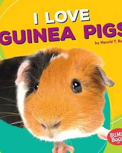 I Love Guinea Pigs