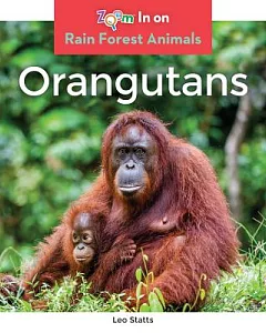 Orangutans