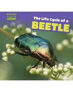 The Life Cycle of a Beetle