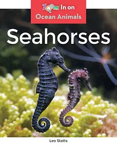 Seahorses