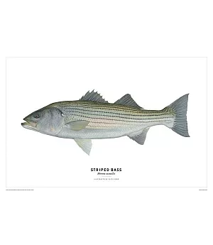 Striped Bass Poster: Morone Saxatilis