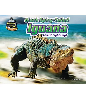 Black Spiny-Tailed Iguana: Lizard Lightning!