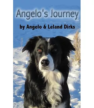 Angelo’s Journey: A Border Collie’s Quest for Home