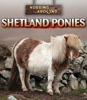 Shetland Ponies