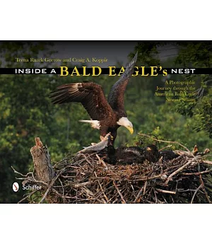 Inside a Bald Eagle’s Nest: A Photographic Journey Through the American Bald Eagle Nesting Season