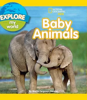 Baby Animals