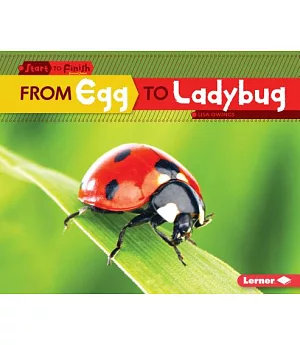 From Egg to Ladybug