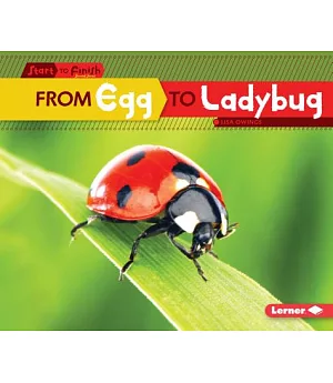 From Egg to Ladybug