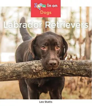 Labrador Retrievers