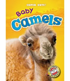 Baby Camels