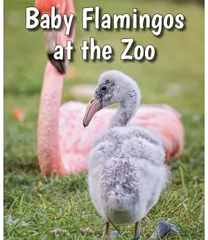 Baby Flamingos at the Zoo