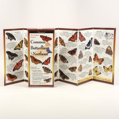 Common Butterflies of New England: Folding Guide