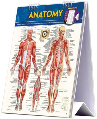 Anatomy