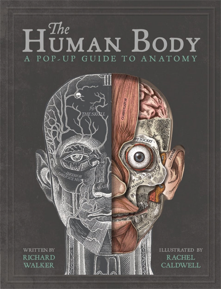 The Human Body