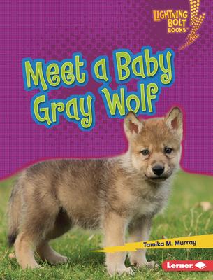 Meet a Baby Gray Wolf