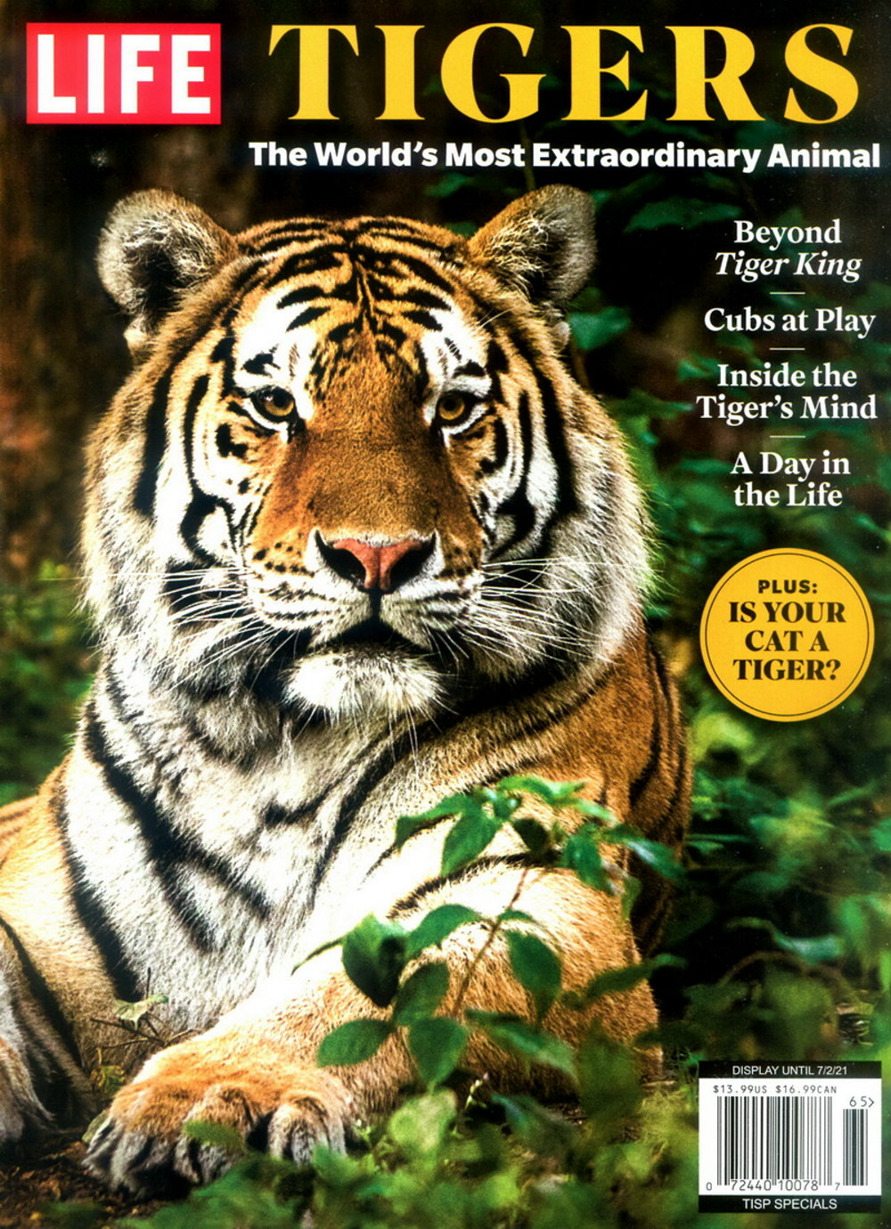 LIFE magazine： TIGERS